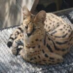 Savannah Cat: appearance, character, care, breeding