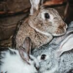 Sterilization in dwarf rabbits