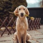Teach your dog to behave well with others