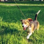 Teach your dog to walk on a leash