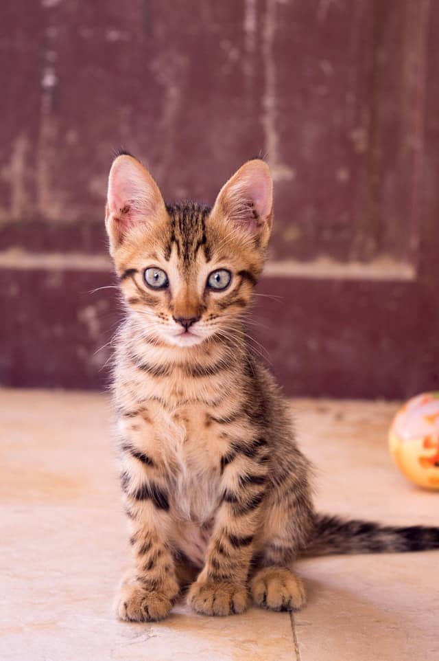 Toyger Cat Appearance Character Care Breeding Pet Lifey