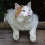Turkish Van Cat: appearance, character, care, breeding