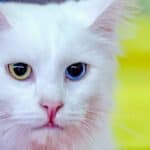 Turkish Angora Cat : appearance, character, care, diseases