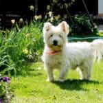 West Highland White Terrier: dog breed appearance, character, training, care, health