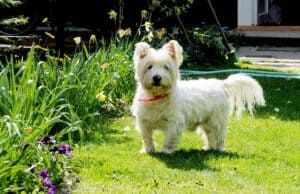 West-Highland-White-Terrier-dog-breed-appearance-character-training-care-health