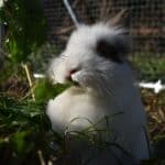 What do dwarf rabbits eat? Feeding a rabbit