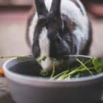 What fruits and vegetables can a rabbit eat?