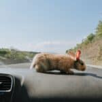 What to do with your rabbit when you go on vacation?