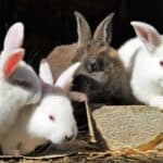 Why Is My rabbits pee white?