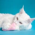 Why sterilize your cat
