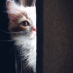 10 symptoms of a stresses cat : reasons, causes and remedies