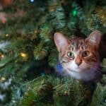 6-Christmas-decorations-to-avoid-if-you-live-with-a-pet