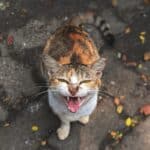 6 ways to defend yourself against an aggressive cat