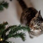 6-winter-plants-that-are-dangerous-for-your-pet