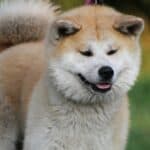 Akita Inu: dog breed appearance, character, training, care, health