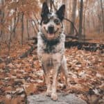 Australian Boyero: dog breed appearance, character, training, care, health