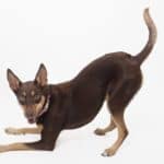 Australian Kelpie: dog breed appearance, character, training, care, health