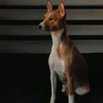 Basenji: dog breed appearance, character, training, care, health