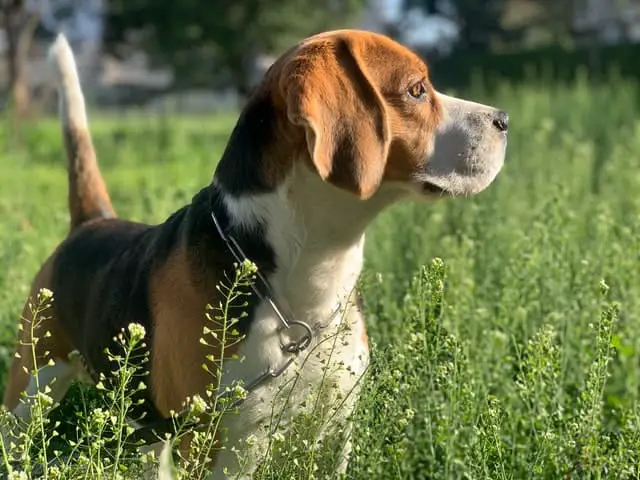 Beagle-dog-breed-appearance-character-training-care-health