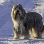 Bearded Collie: dog breed appearance, character, training, care, health