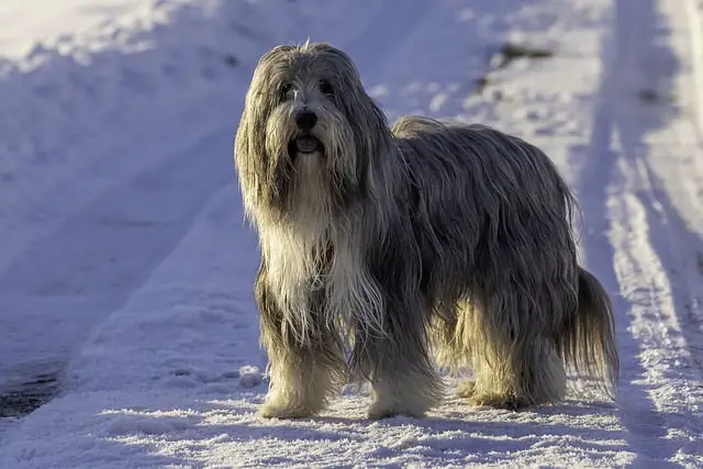 Bearded-Collie-dog-breed-appearance-character-training-care-health