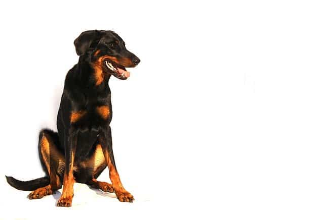 Beauceron-or-Beauce-Shepherd-dog-breed-appearance-character-training-care-health