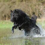Belgian Shepherd: dog breed appearance, character, training, care, health