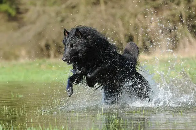 Belgian-Shepherd-dog-breed-appearance-character-training-care-health