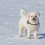Bichon Frize: dog breed appearance, character, training, care, health