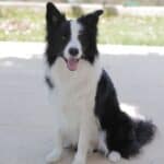 Border Collie: dog breed appearance, character, training, care, health