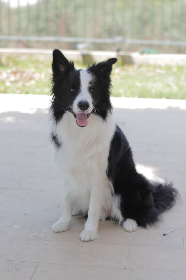 Border-Collie-dog-breed-appearance-character-training-care-health