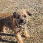 Border Terrier: dog breed appearance, character, training, care, health