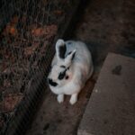 California rabbit-appearance, character, care