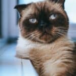 Can Cats Have Down Syndrome?