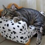 Can-cats-get-cold-symptoms-remedies-causes