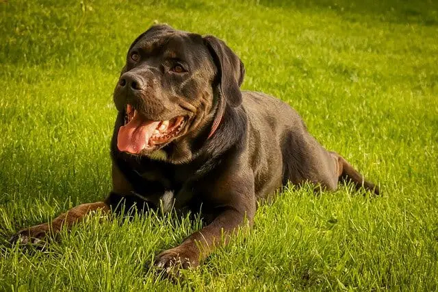 Cane-Corso-dog-breed-appearance-character-training-care-health