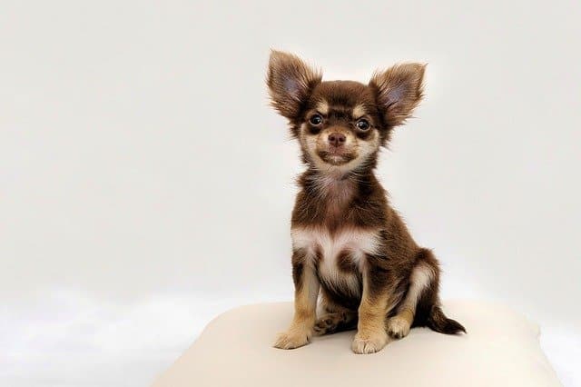Chihuahua-dog-breed-appearance-character-training-care-health