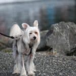 Chinese Crested: dog breed appearance, character, training, care, health
