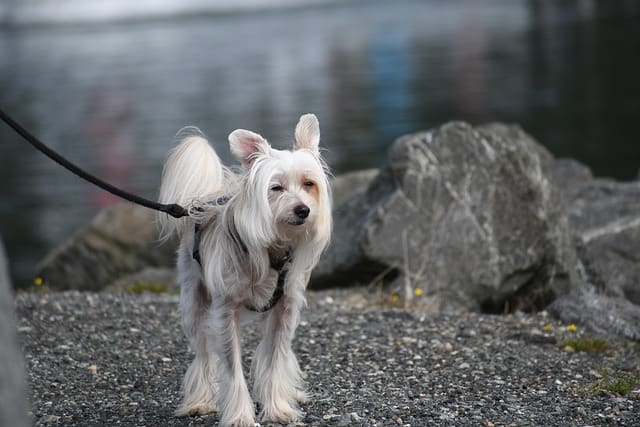 Chinese-Crested-dog-breed-appearance-character-training-care-health
