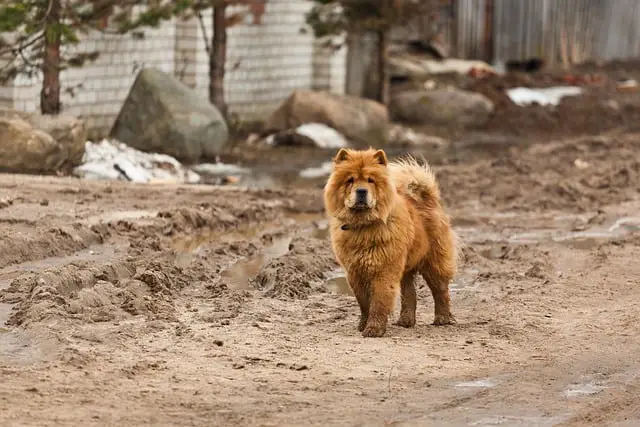 Chow-Chow-dog-breed-appearance-character-training-care-health
