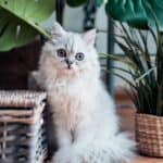 Conjunctivitis in cats: symptoms, causes, treatment