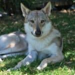 Czechoslovakian Wolfdog: dog breed appearance, character, training, care, health