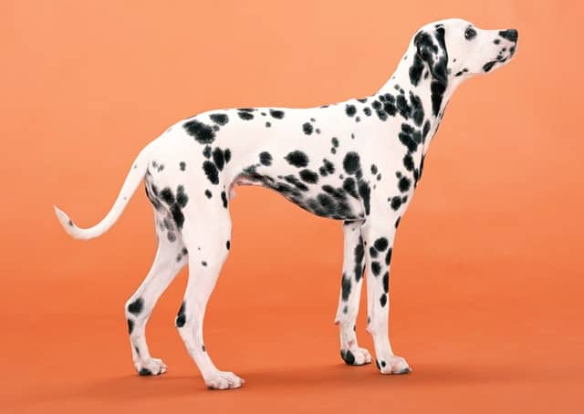 Dalmatian-dog-breed-appearance-character-training-care-health