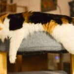 Dandruff in cats: causes, remedies