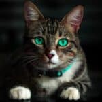 Diarrhea in cats: symptoms, types, remidies