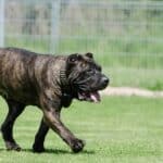 Dogo Canario: dog breed appearance, character, training, care, health