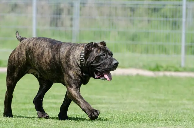 Dogo-Canario-dog-breed-appearance-character-training-care-health