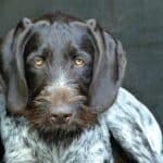 Drahthaar or German Shorthaired Pointer: dog breed appearance, character, training, care, health