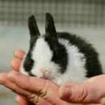 Dutch Rabbit-appearance, character, care