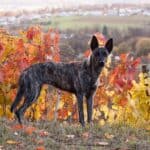 Dutch Shepherd: dog breed appearance, character, training, care, health